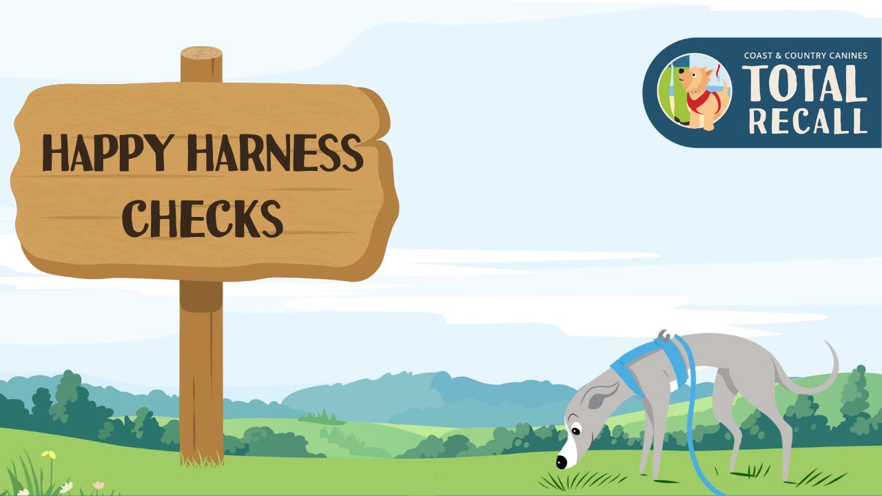 Total Recall: happy harness checks