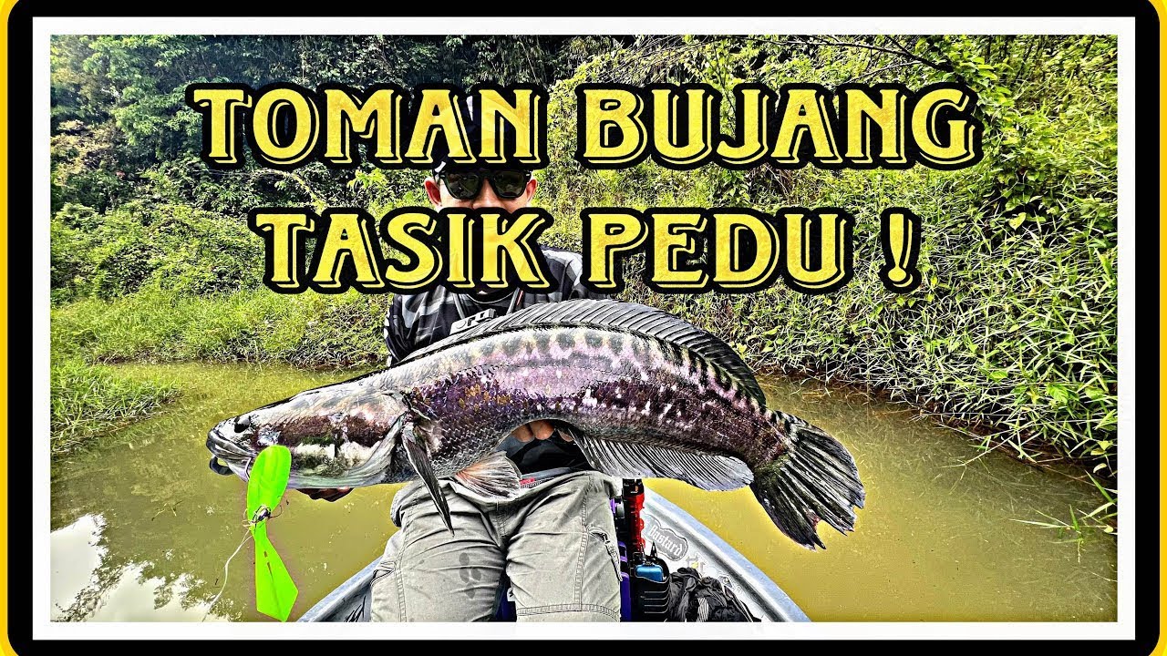 TOMAN BUJANG TASIK PEDU , KEDAH | VLOG06