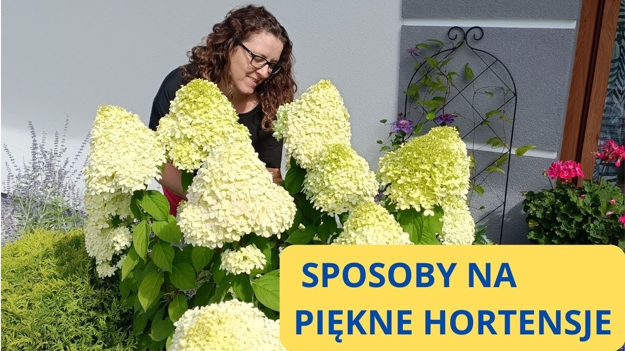 Hortensje bukietowe jak dbam aby były piękne .Niedobory żelaza widać na liściach.