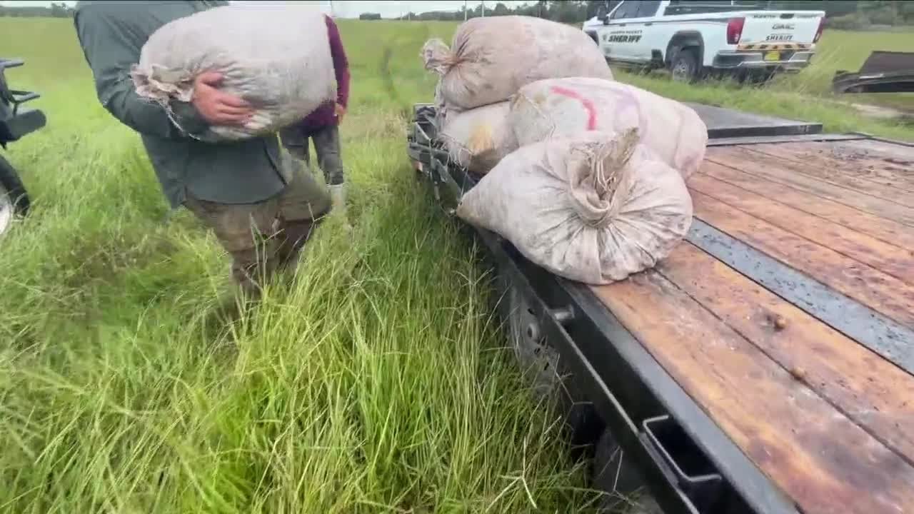 Saw palmetto berries: Big business in South Florida also nets dozens of arrests