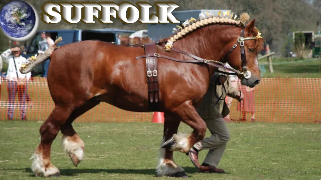 TOP Beautiful Suffolk Punch Horse in the World!