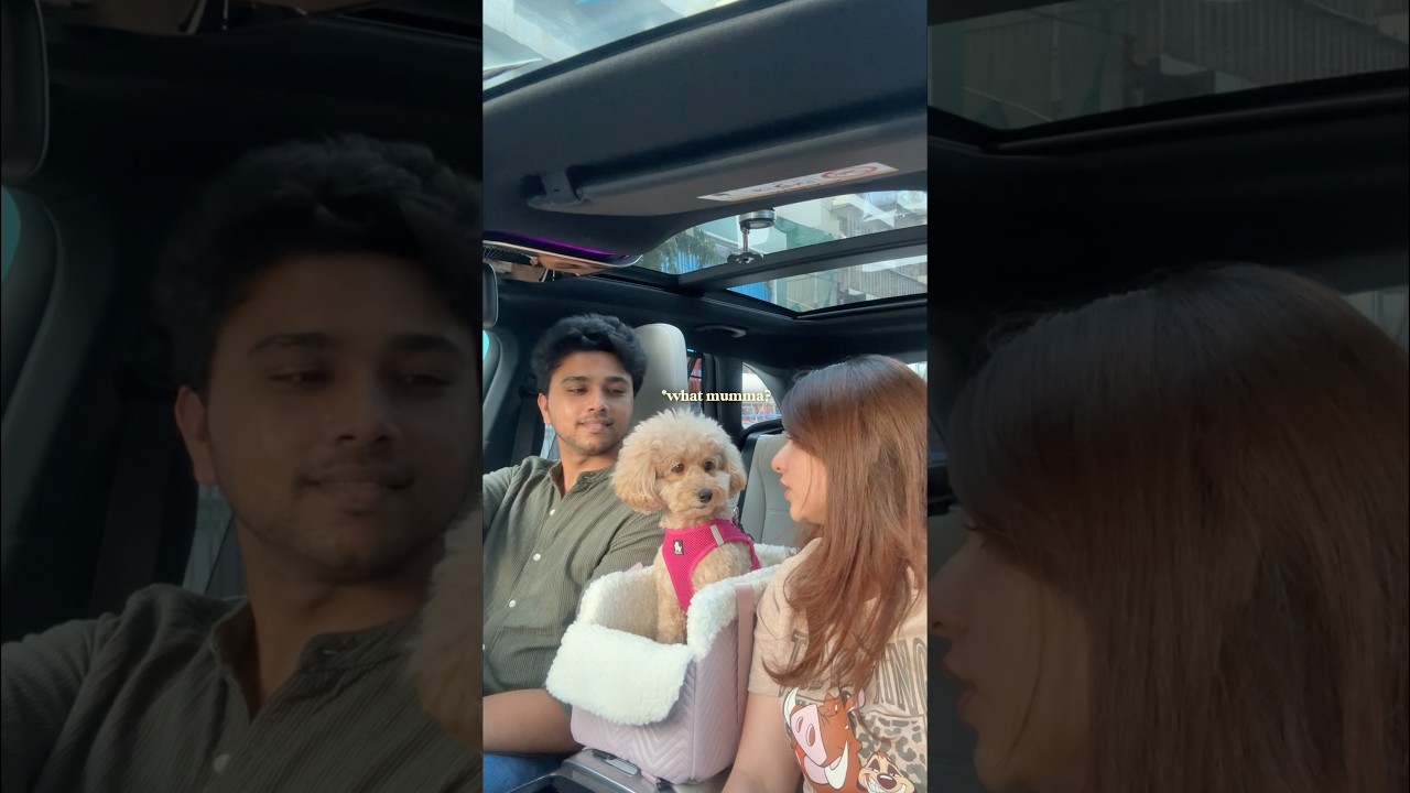Мы купили Эви *АВТОКРЕСЛО*🐶 #shorts #собака