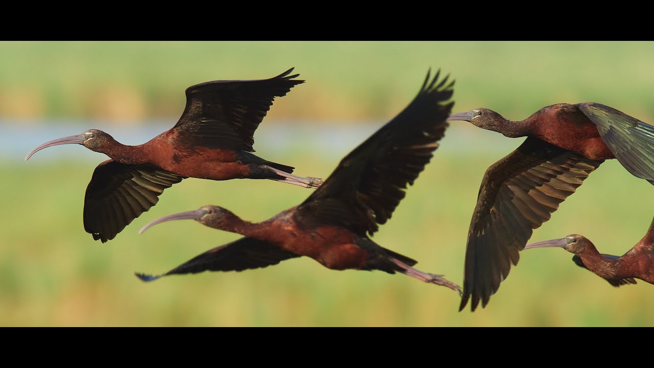 Donde ver Aves - Fotografía Aves en Vuelo en el Delta del Ebro