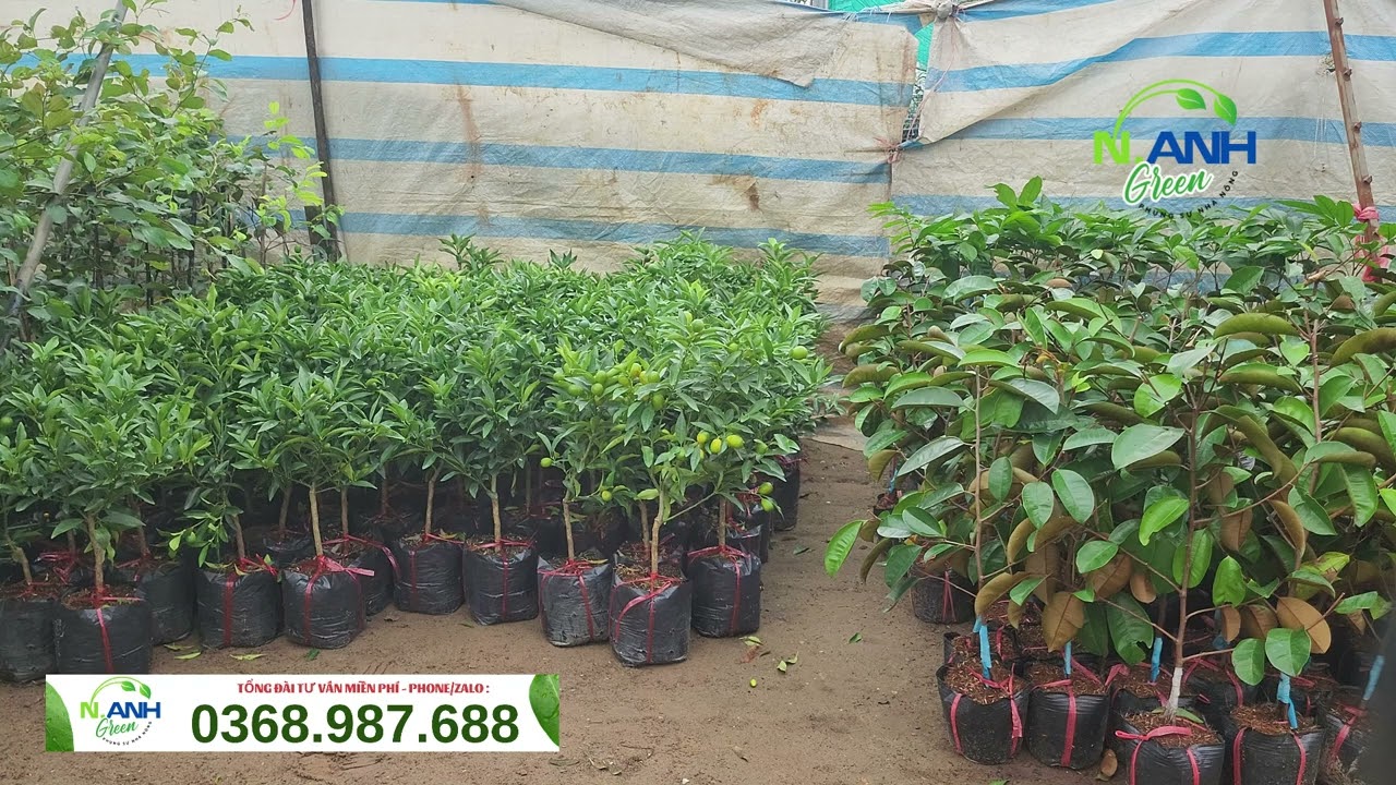 Quất Ngọt Đ&agrave;i Loan: C&acirc;y đang SUM QUẢ, ăn cả vỏ ngọt lịm!