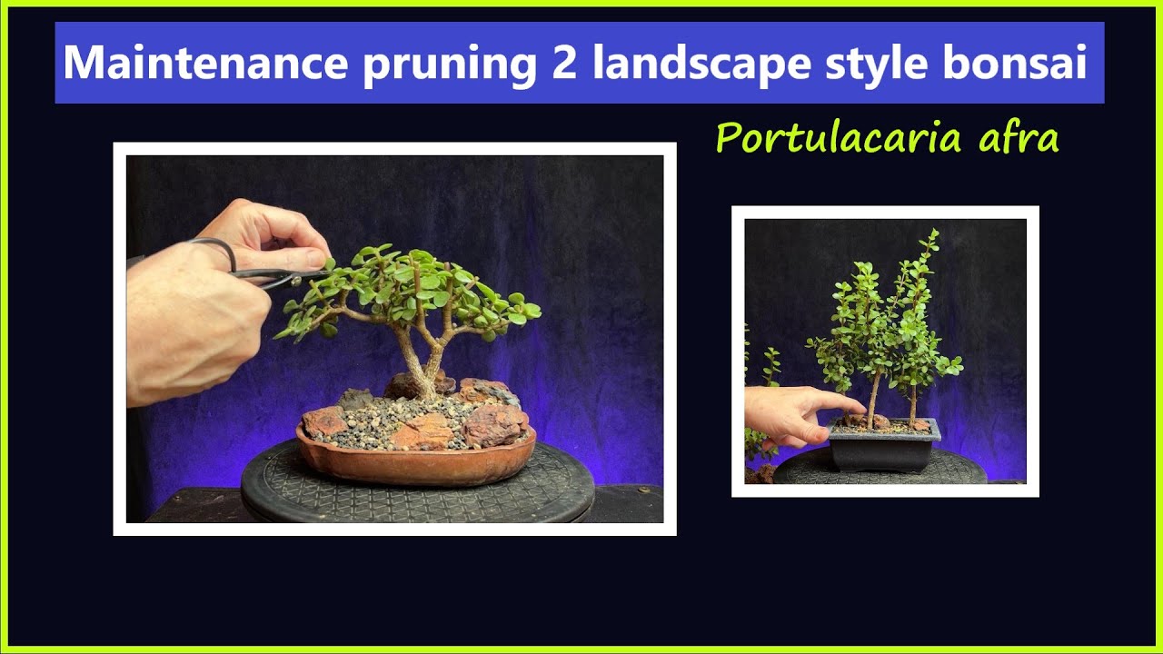 Maintenance pruning 2 landscape style portulacaria afra bonsai #bonsaitree #portulacariaafra