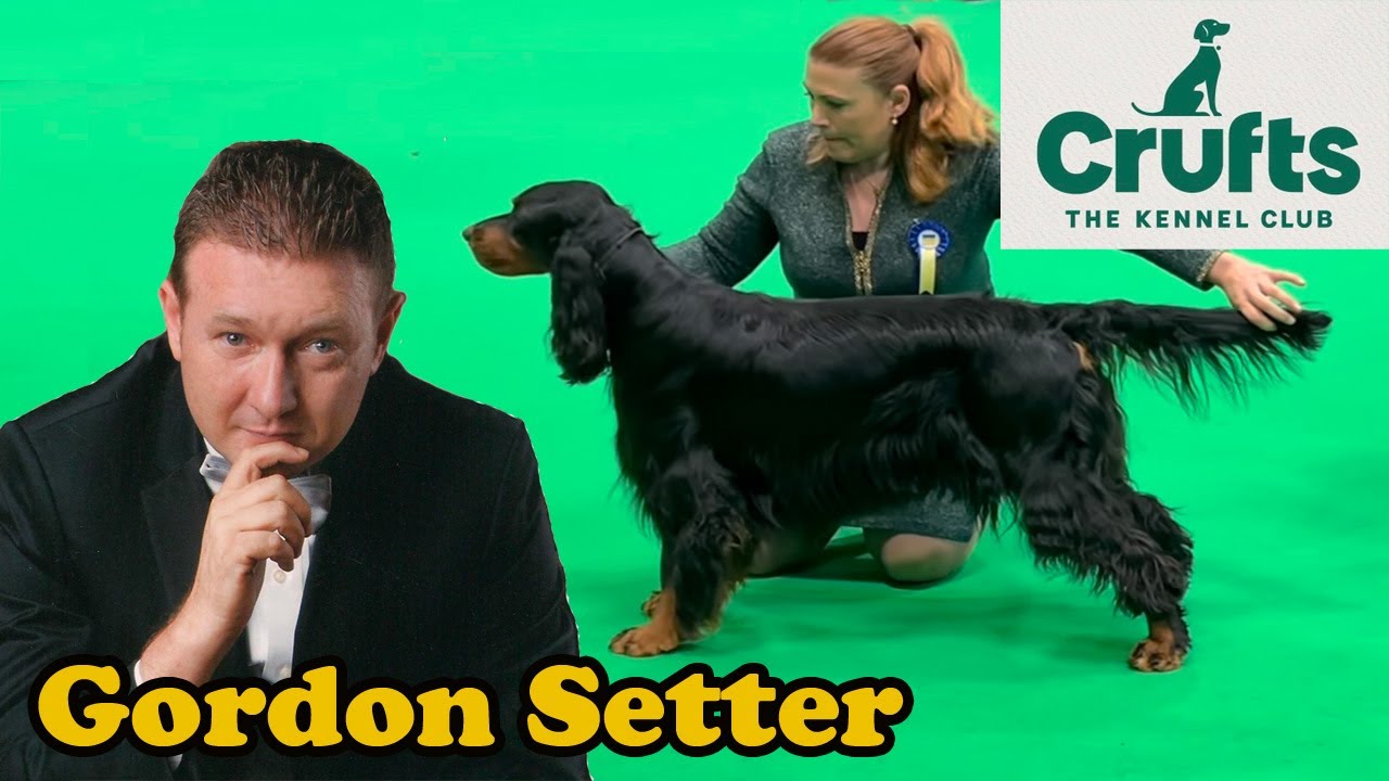Crufts 2022 Gordon Setter