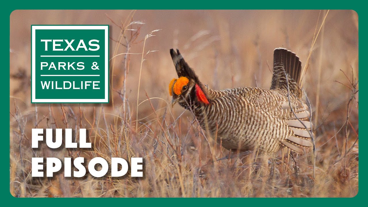 PBS Show - Endangered Prairie Chickens & More