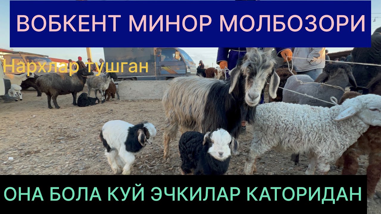 БУХОРО ВОБКЕНТ МИНОР МОЛБОЗОРИ ОНАБОЛА КУЙ ЭЧКИЛАР КАТОРИДАН 28.02.2026.