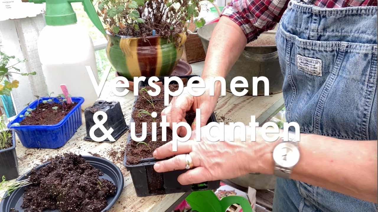 Ini's Moestuin #87  Februari: zaaigoed verspenen en uitplanten & peulvruchten en lathyrus toppen.