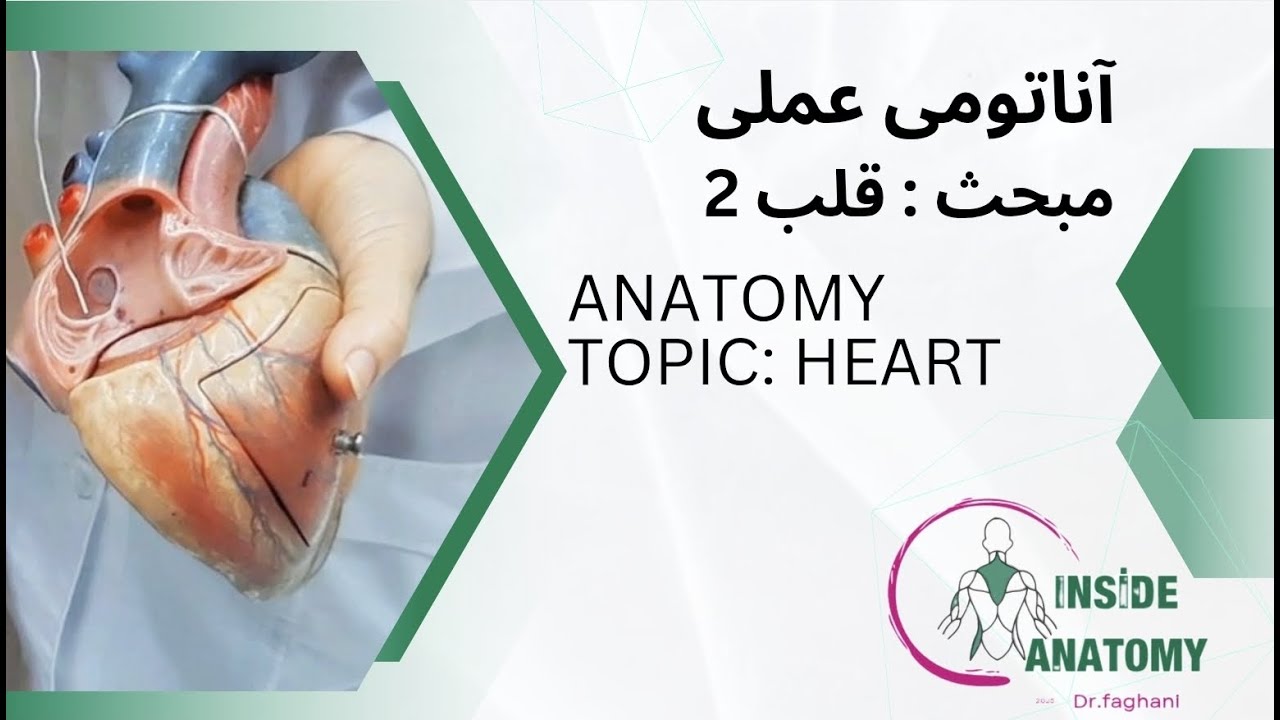 Anatomy of the Heart2