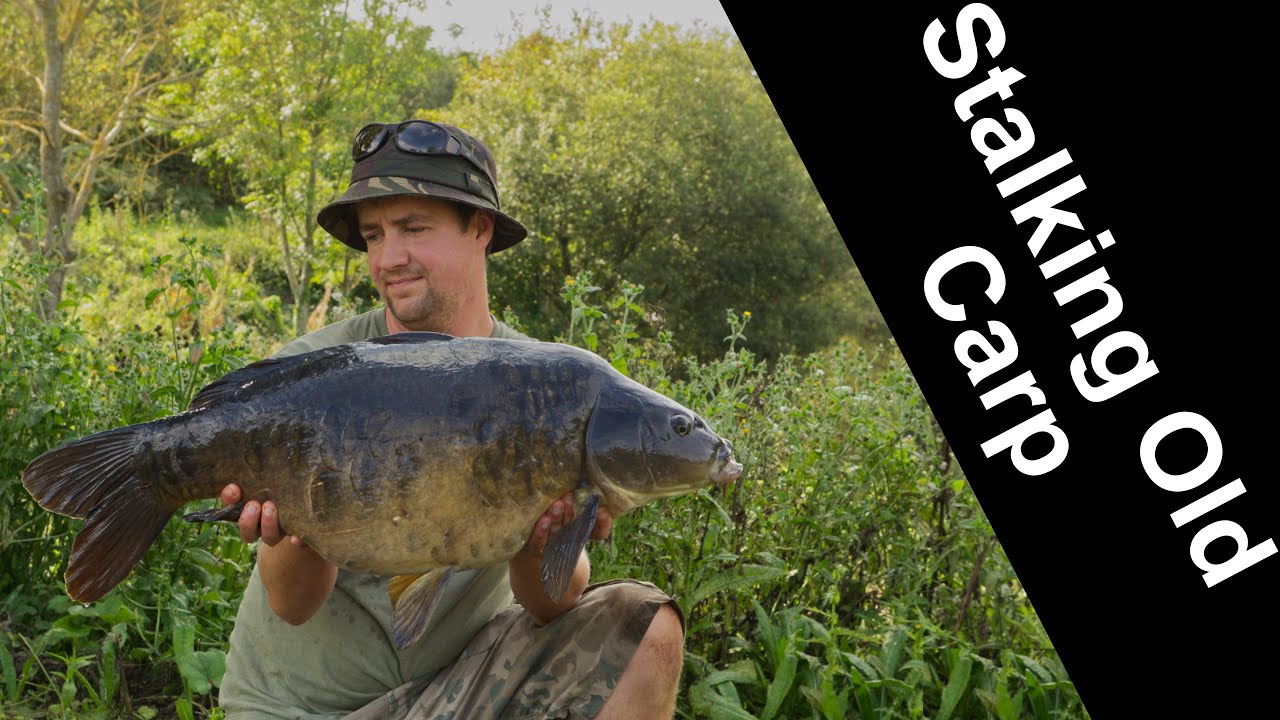 Stalking Old Suffolk Carp under the rod tip - Weybread Bottle Pit