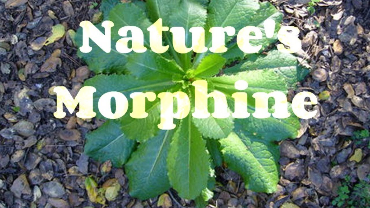 Spoonie Life in this crazy world! Benefits of going natural for pain relief! Come join us!