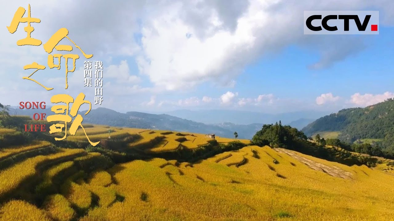 《生命之歌》第4集 Song Of Life EP4 世界最美的梯田——哈尼梯田 3700多级梯田直达云霄！【CCTV纪录】