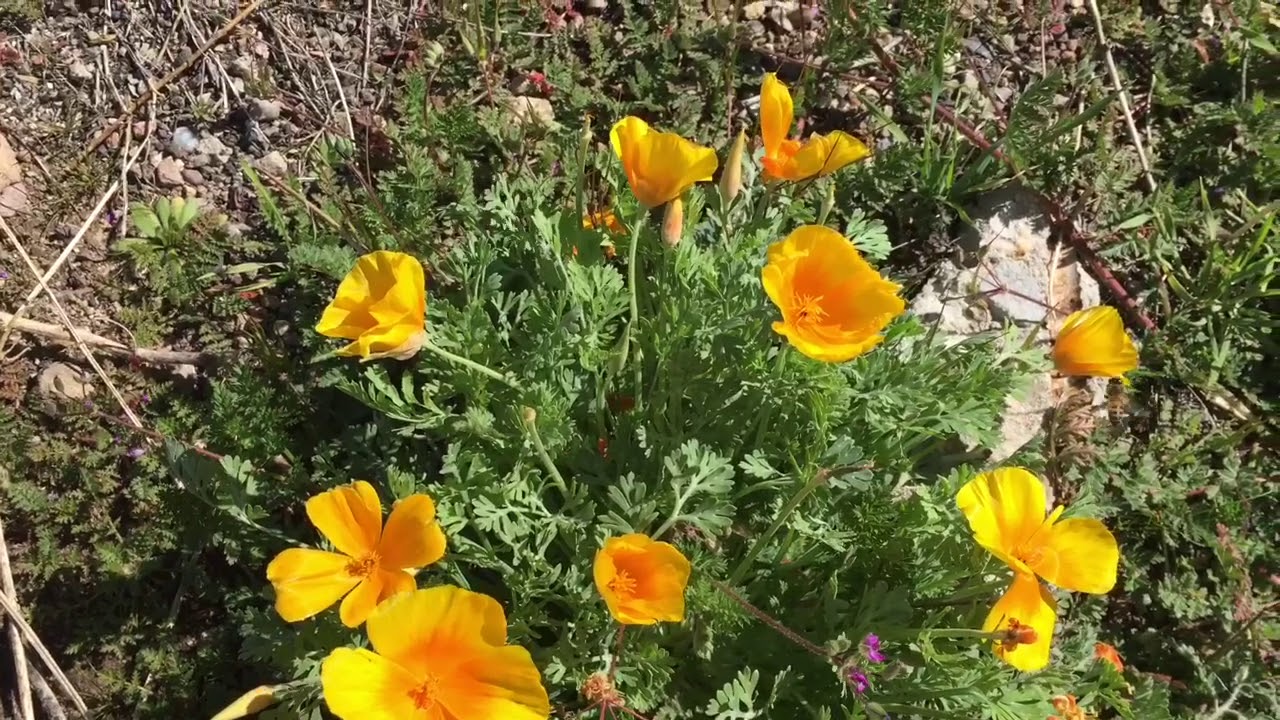 Watch: Gold poppies blooming now!