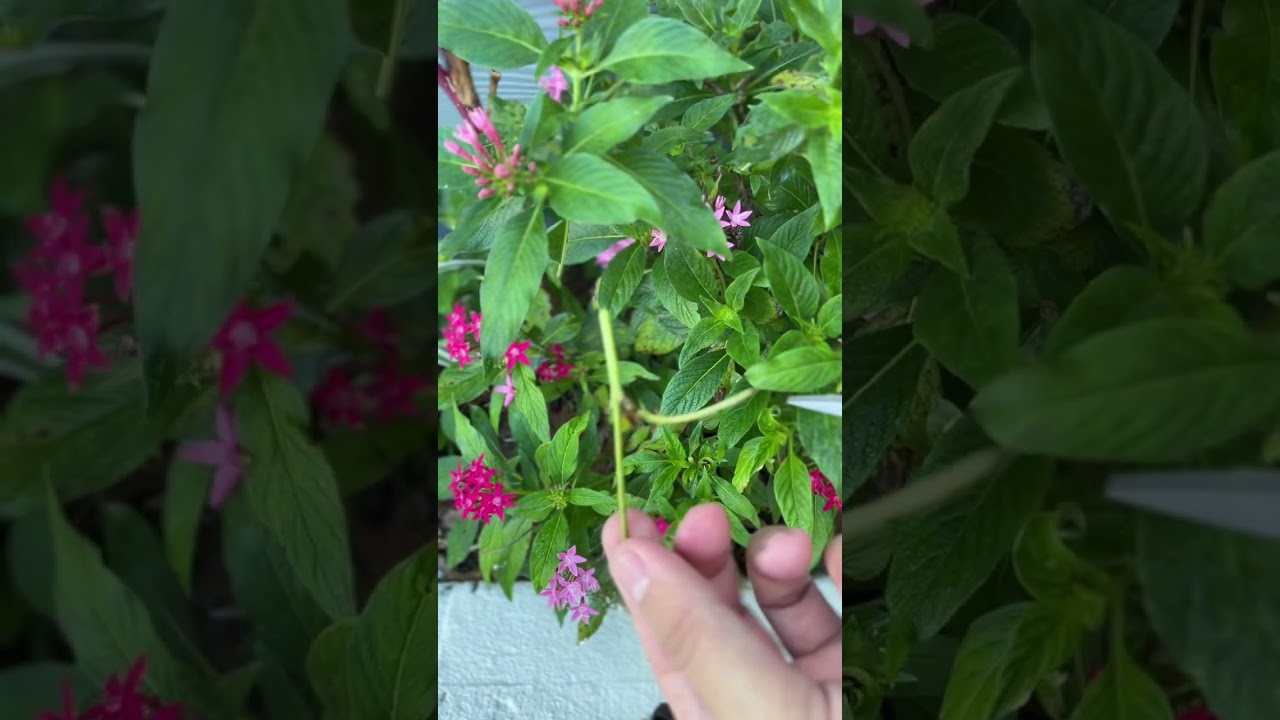 PENTAS! Una planta que siempre florece 🌺