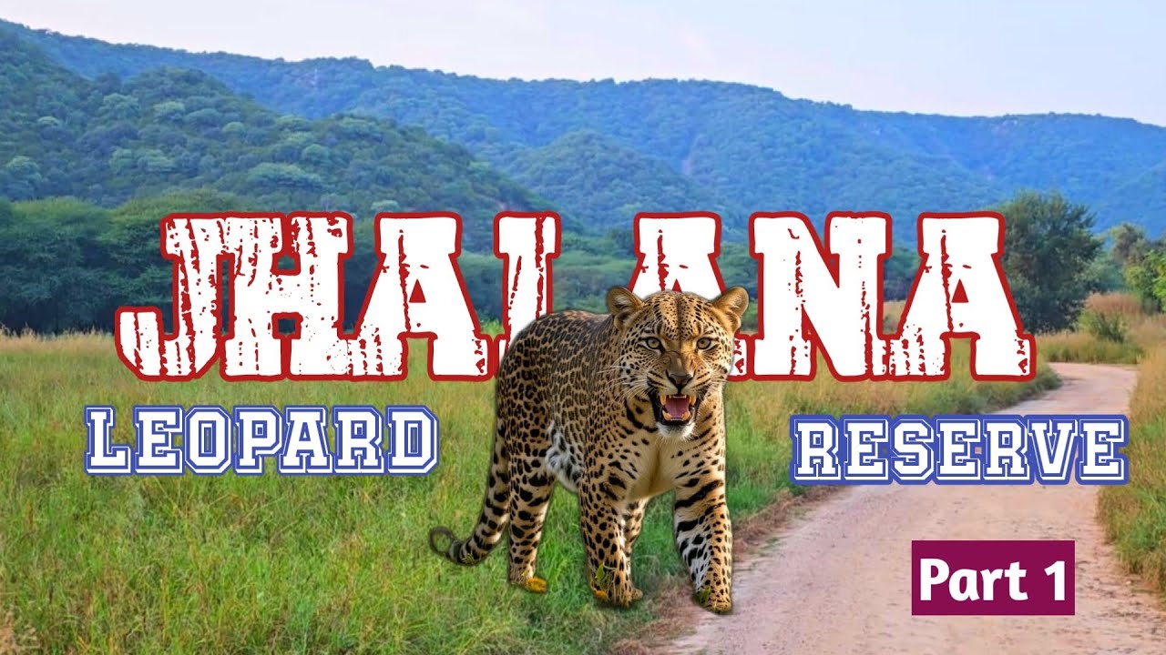 🐆🐆 Jhalana Leopard Safari 🔥🔥 | நகரத்துக்குள் அச்சுருத்தும் சிறுத்தைகள்|   Jolly Trip