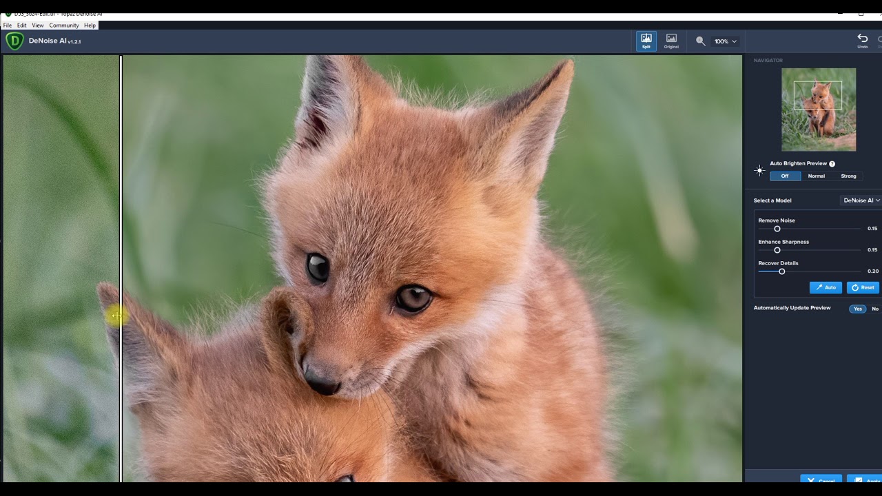 Topaz DeNoise AI - Before/After Wildlife Photo Samples & Using with Lightroom