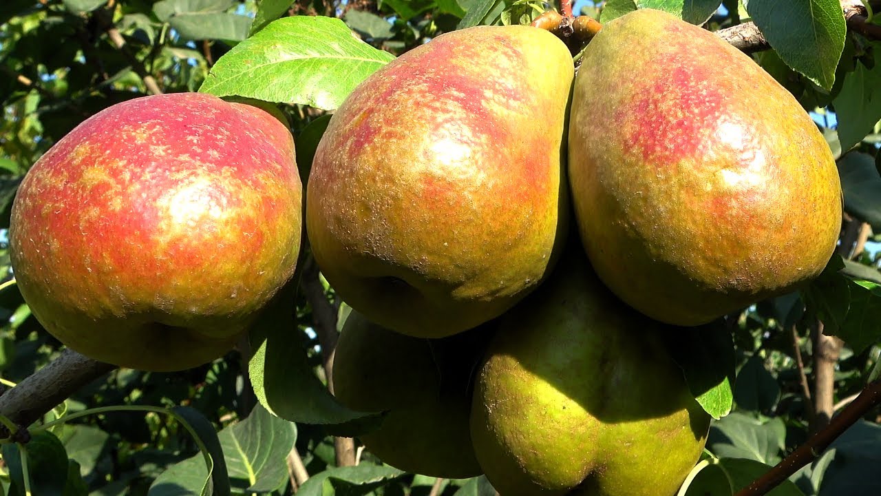 Classic pear variety FOREL WINTER Pears
