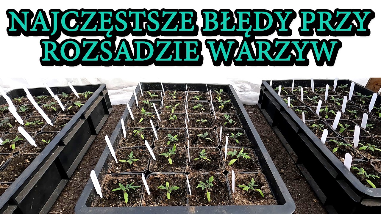 Najczęstsze błędy przy prowadzeniu rozsady warzyw