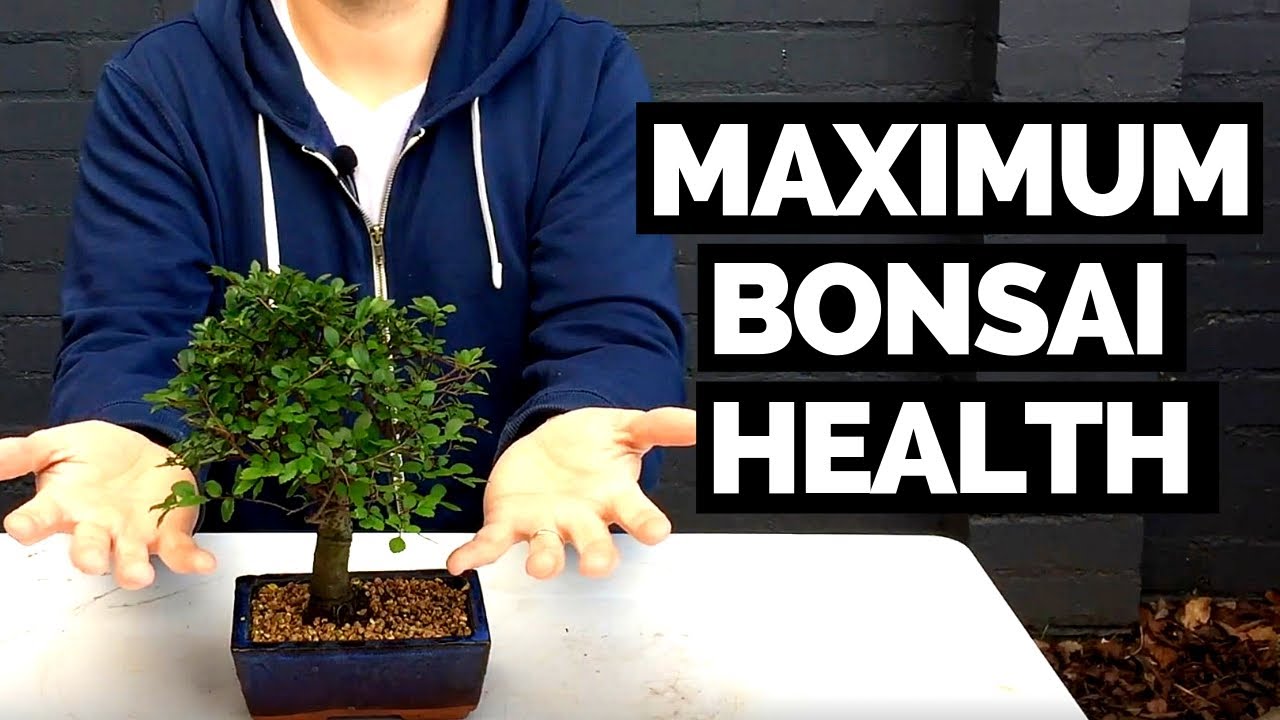 Bonsai Tree Health: (Effective) Slip Potting Bonsai Trees for Max Health