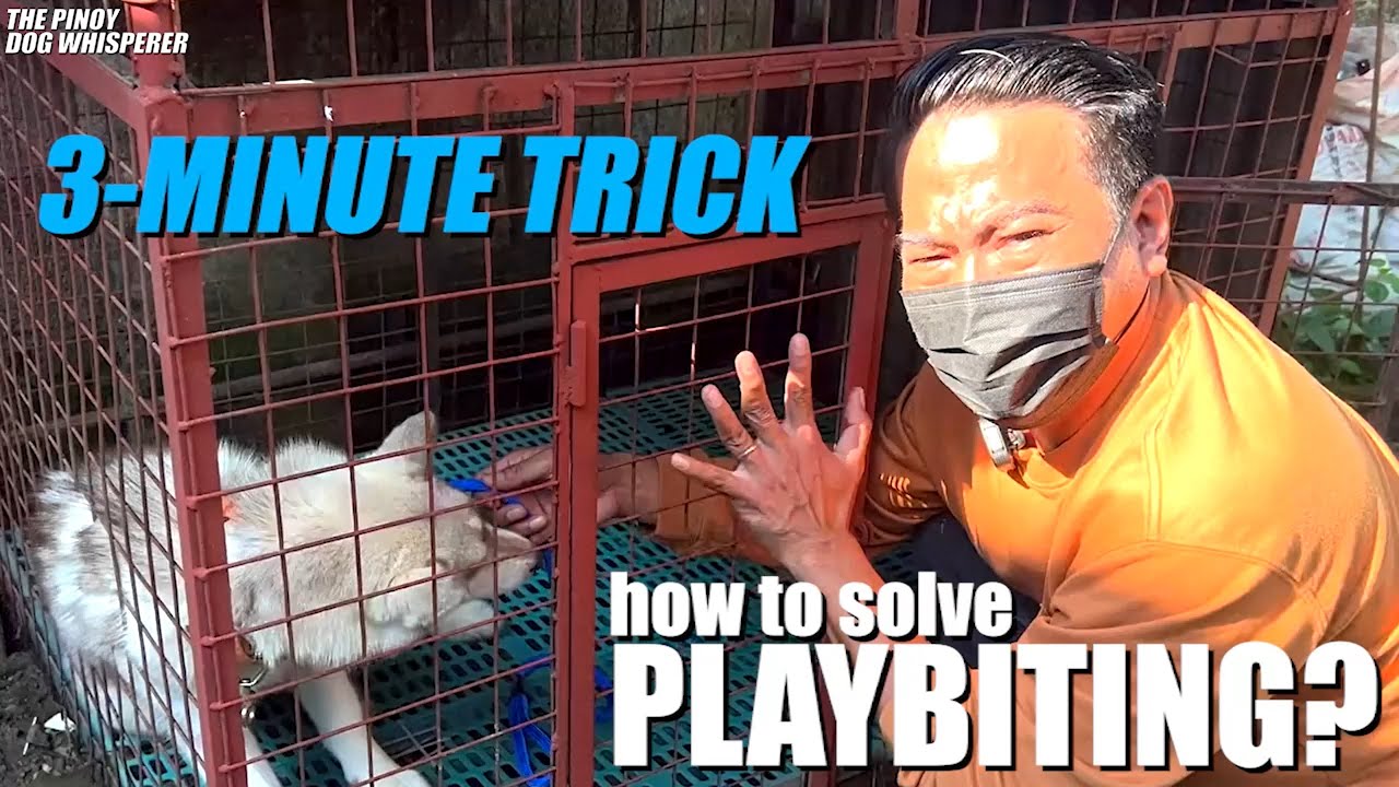 3-MINUTE TRICK: how to solve playbiting in dogs