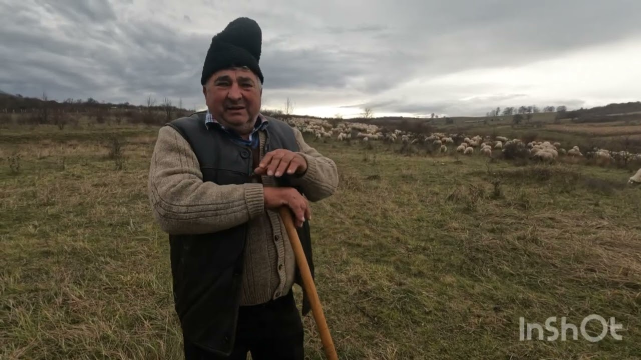 Oile Baciului Homone Gore din Simleul Silvaniei 