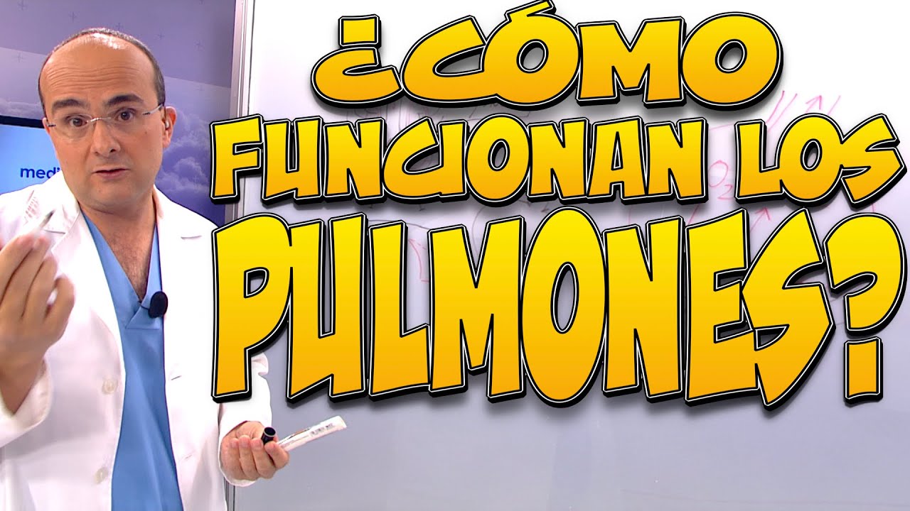 PULMONES ¿cómo funcionan? - Cuerpo Humano #1