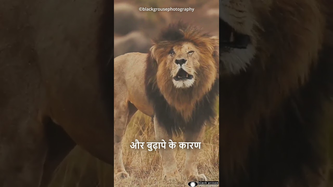 Can King Of Africa Face Champawat?😱