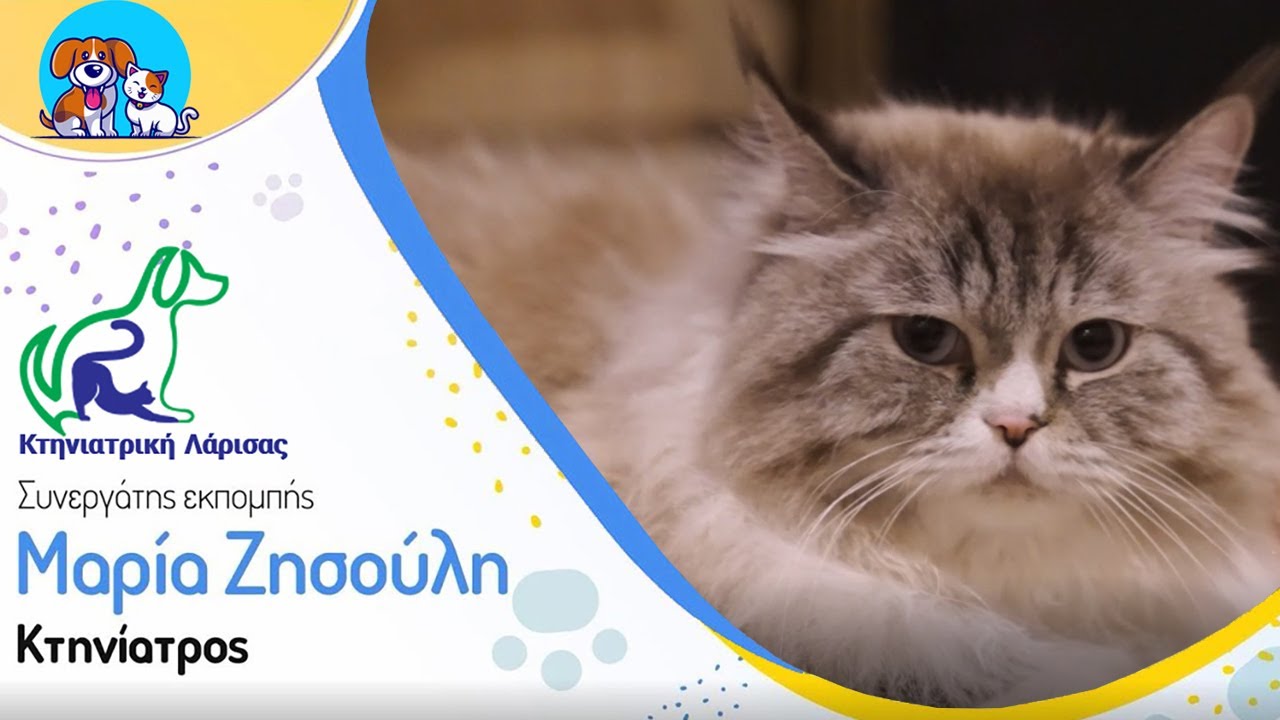 Οι πιο κοινές παθήσεις της γάτας : Κτηνίατρος Μαρία Ζησούλη