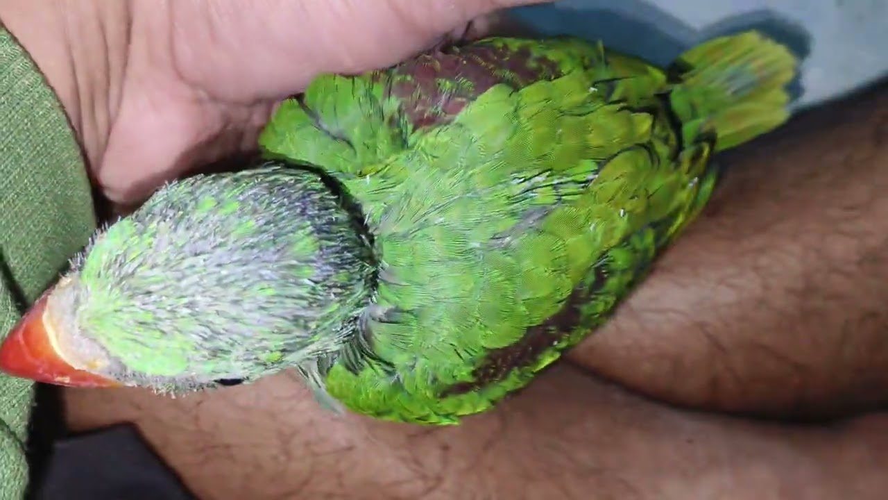 Apne parrots ko kya feed na karwaye jinse unki jaan bhi jaa sakti hai