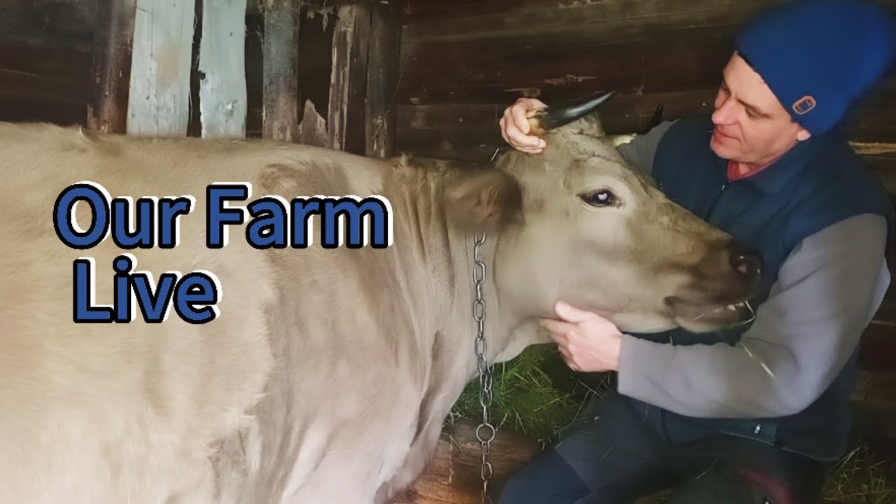 ​Our Farm Life: Caring for Livestock. Grinding grain and cooking 
