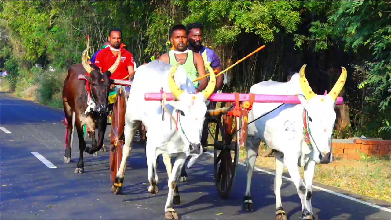 சிவகங்கை மாவட்டம் சொக்கநாதபுரம் பெரியமாடு நேரலை 25k பந்தயம்