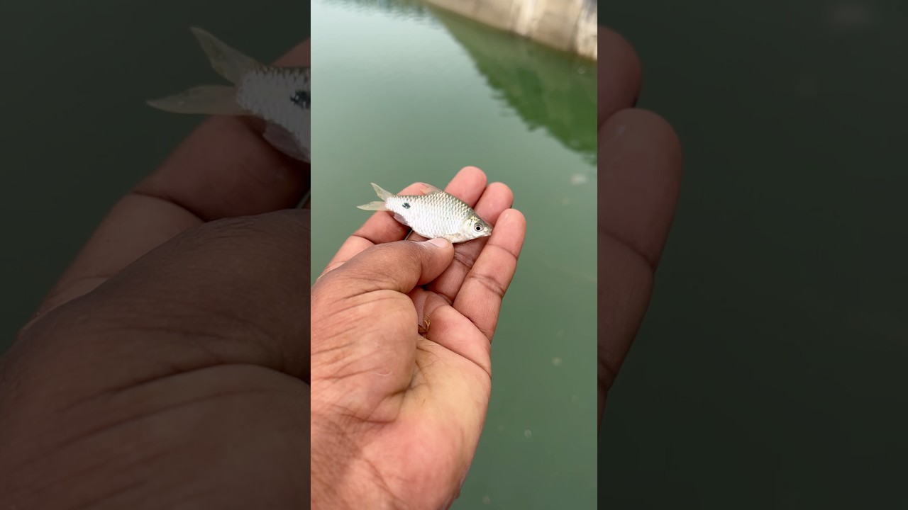 ✅ Small Fish Rescue! #viral #fishing #rescueefforts #fish #shorts #viral