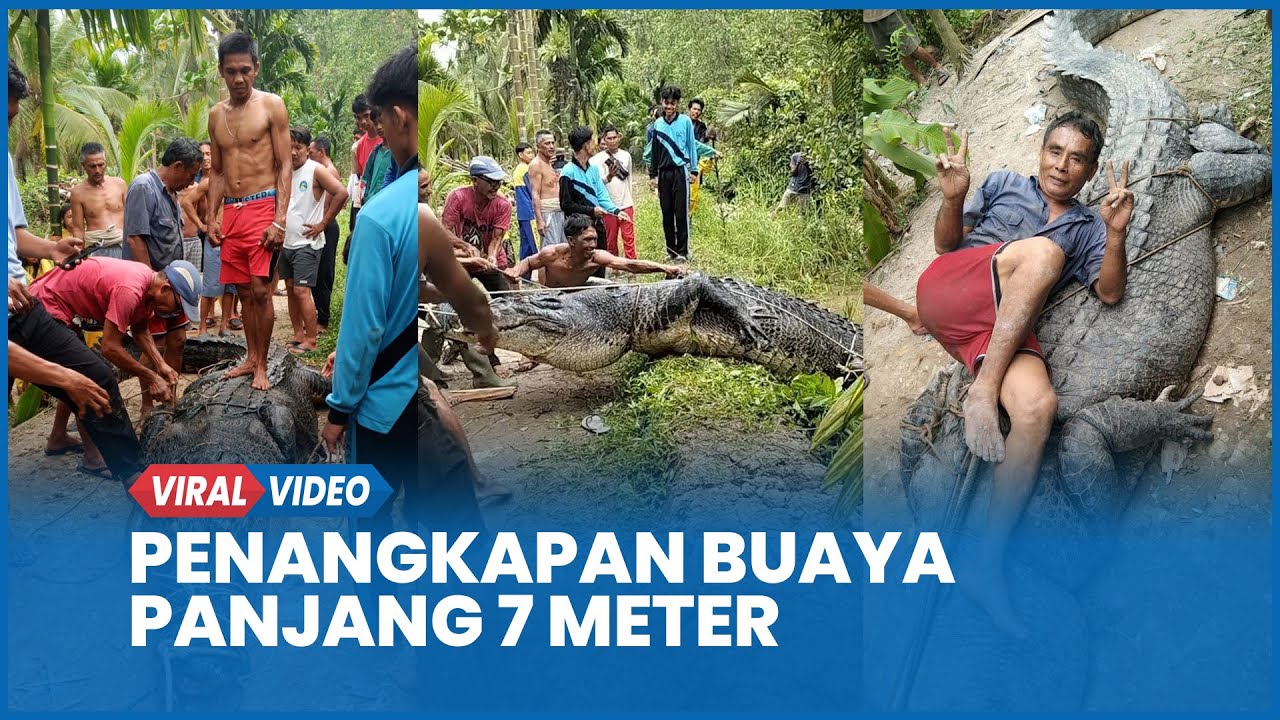 Detik-detik Penangkapan Buaya Panjang 7 Meter Berhasil Diamankan