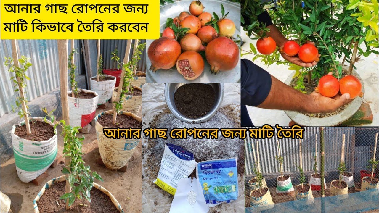 আনার/ডালিম/বেদেনা গাছ রোপনের জন্য মাটি কিভাবে তৈরি করব। Pomegranate tree planting and Soil mixing