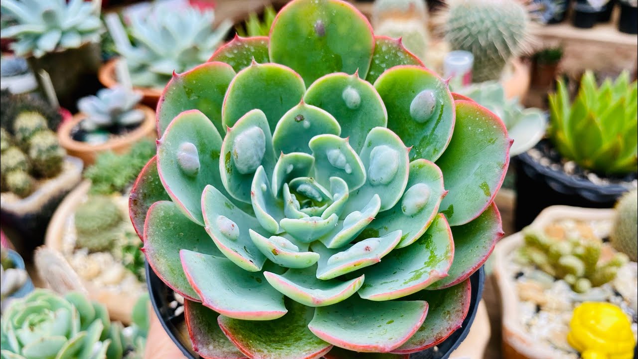 COMO CULTIVAR A ECHEVERIA RAINDROPS e outras 4 SUCULENTAS RARAS E LINDAS. SUCULENTAS DE SOL PLENO