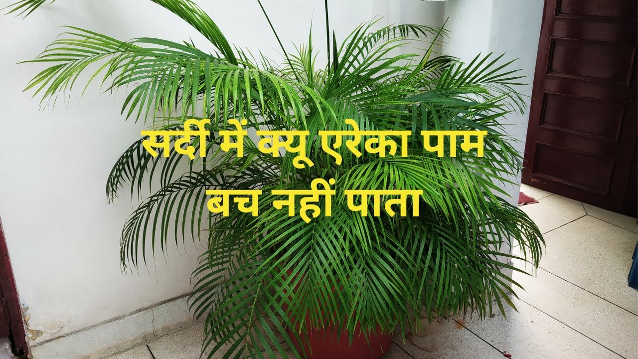 Areca Palm Care Winter Season | ऐसे देखभाल करोगे तो एरेका पाम कभी नहीं मरेगा |