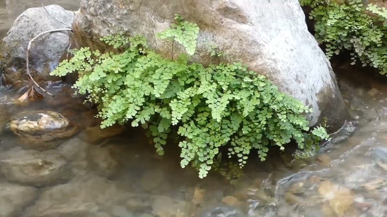 LOS CANALES Y CANJORROS DE PADULES, ALMERÍA