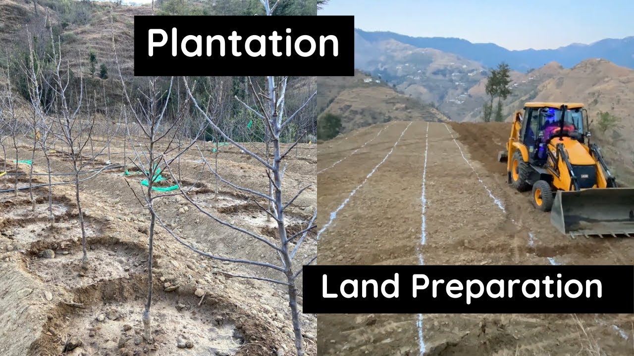 Apple m9 rootstock land preparation and plantation  gala red love king roat mema mestar 2284
