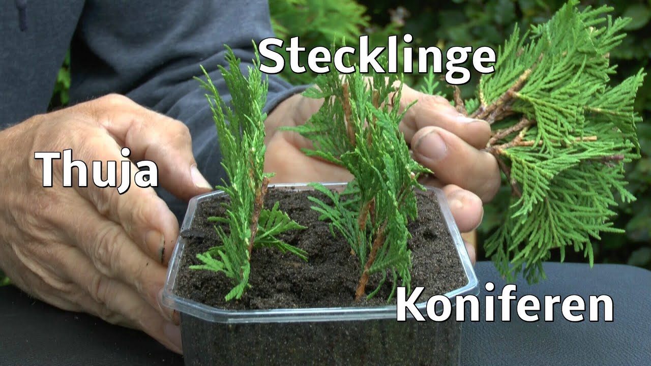 Thuja Stecklinge von Koniferen ganz einfach vermehren zeigt der Gärtner