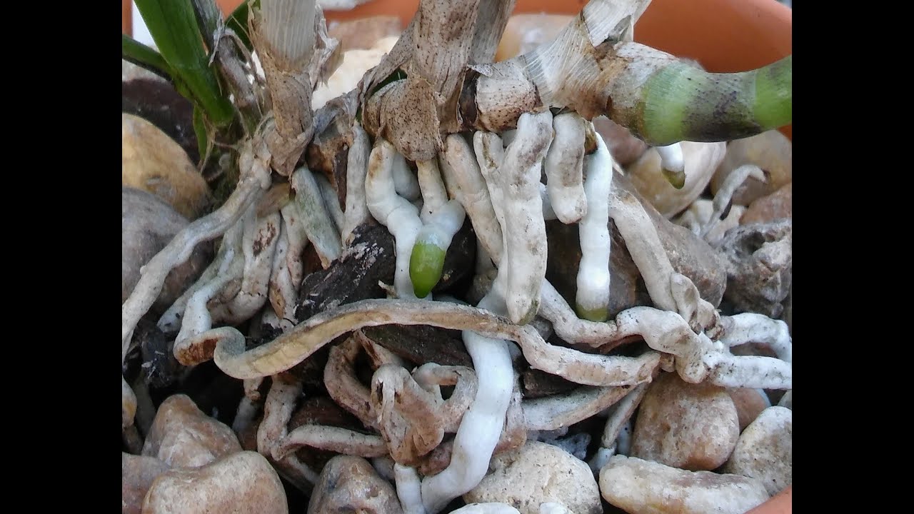 ...Orchid growing explained......media and nutrients......what I use.