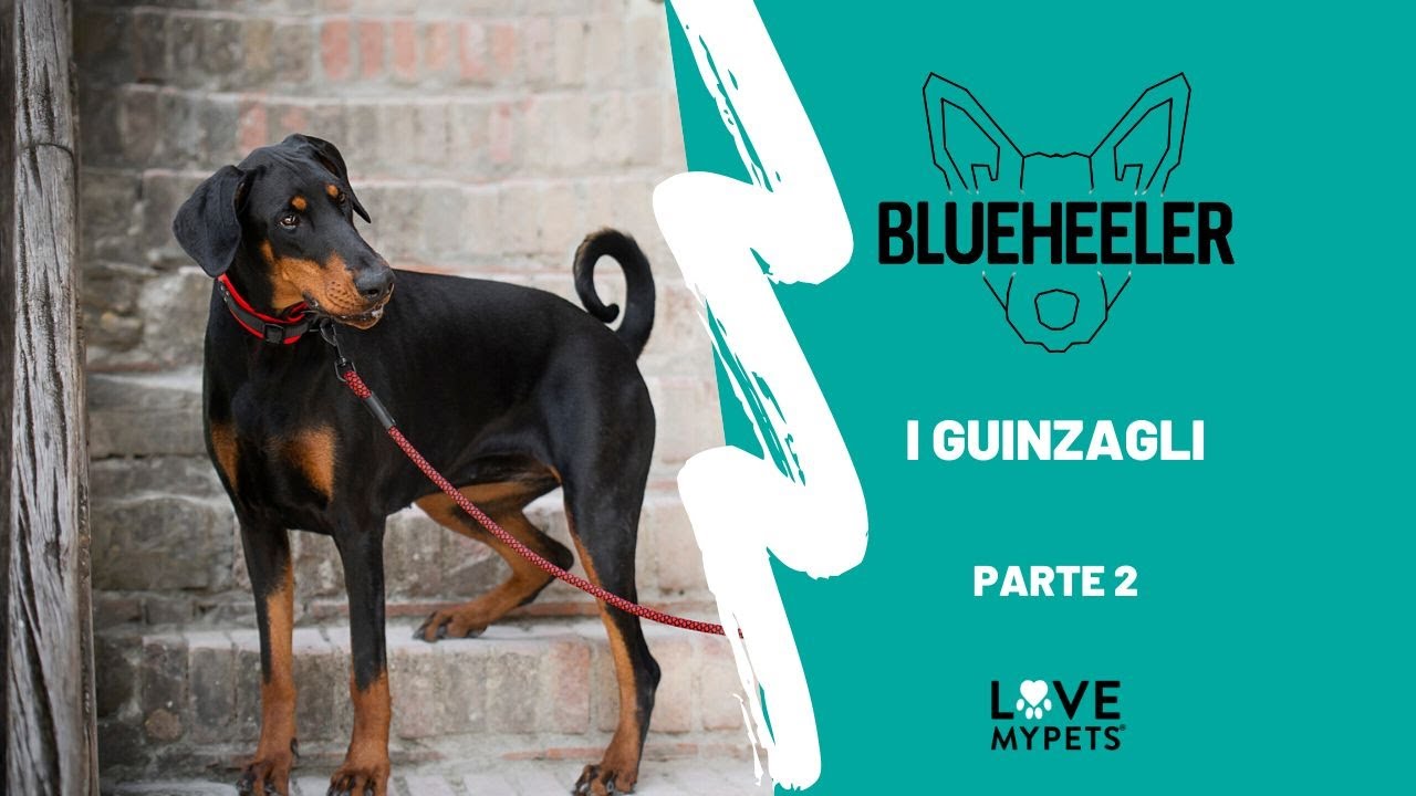 Blue Heeler: i guinzagli