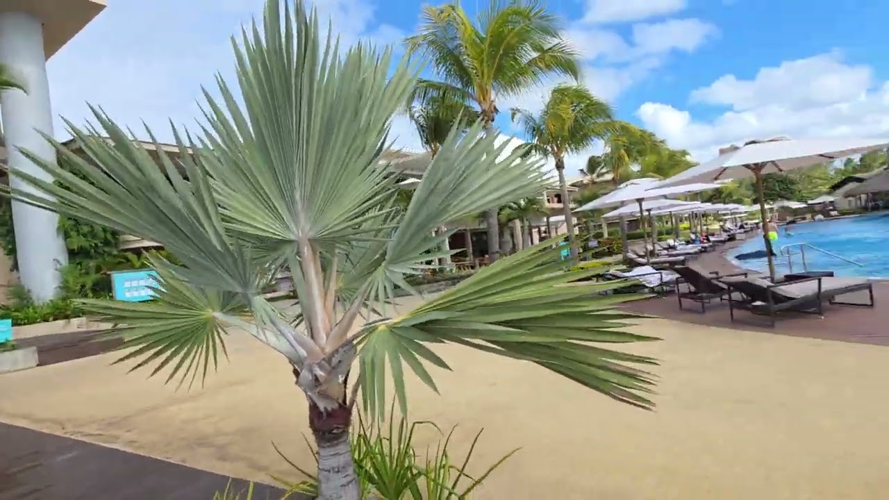 Paradise Found 🌴 | Le Méridien Beach Resort, Mauritius