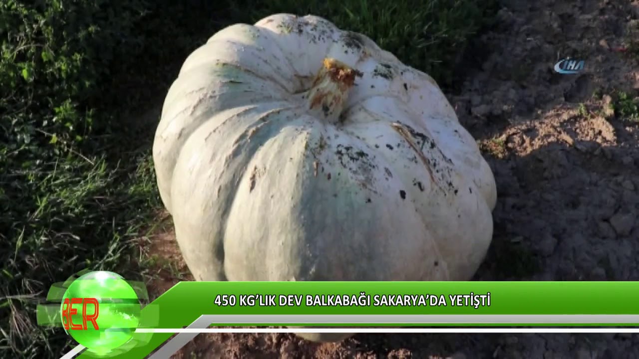 Sakarya&rsquo;da 450 kg&rsquo;lık dev bal kabağı yetişti