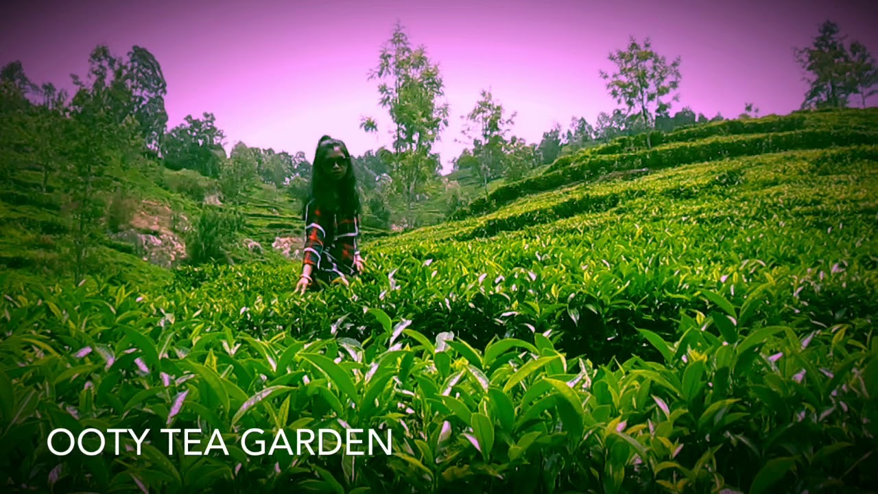 Ooty Tea Garden