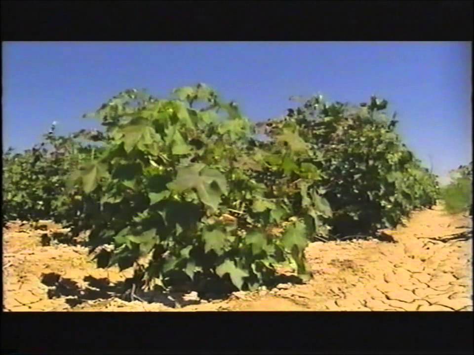 The Australian Cotton Story Primary Version update