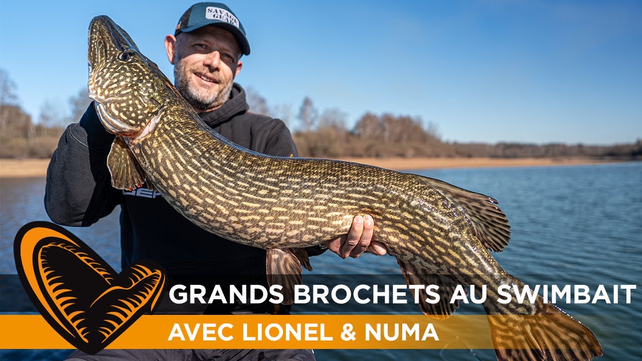 GROS leurres = gros BROCHETS 🐊 Pêchez swimbait, avec Lionel Laporte et @numafishing3164
