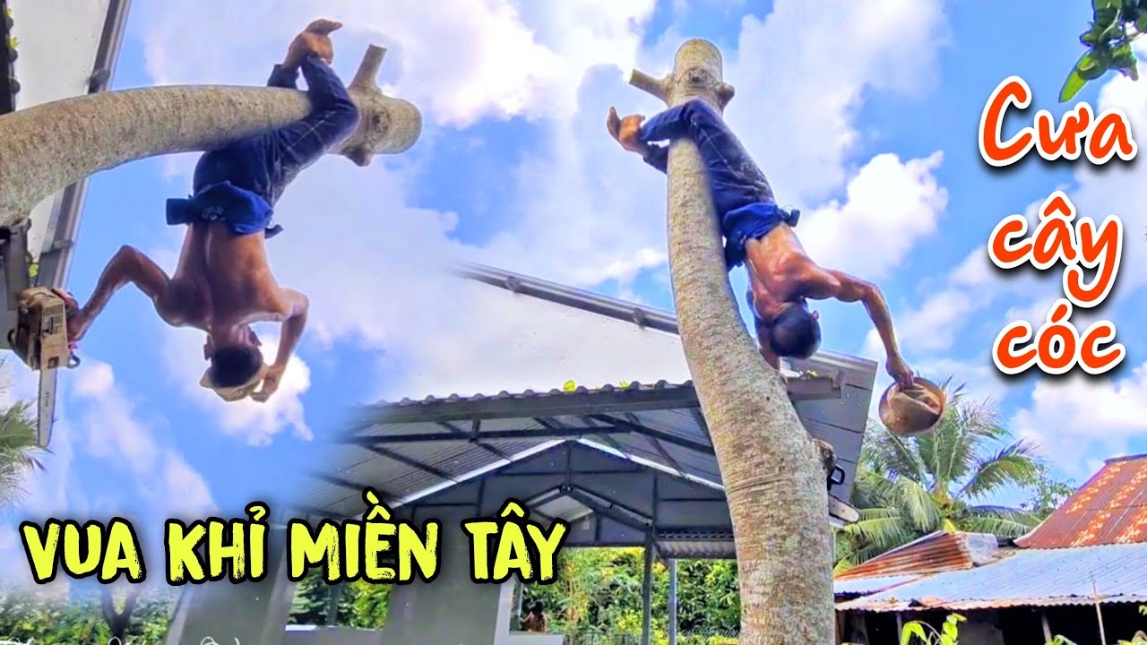 Cóc Cầy Là Gì! Lạnh Sống Lưng Với Cách Vua Khỉ Miền Tây Cưa Cây Chủ Nhà Xanh Mặt 2026