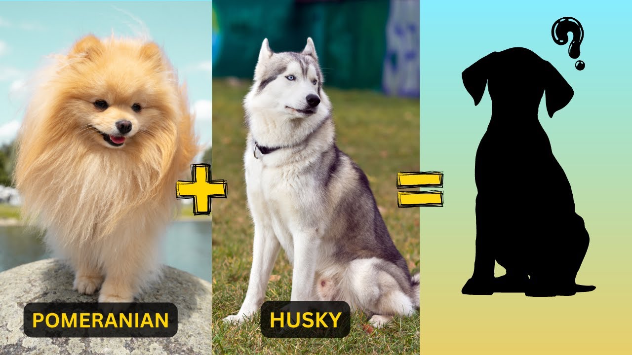 Top 21 Unusual & Weird Dog Breed Mixes You've Never Seen Before!
