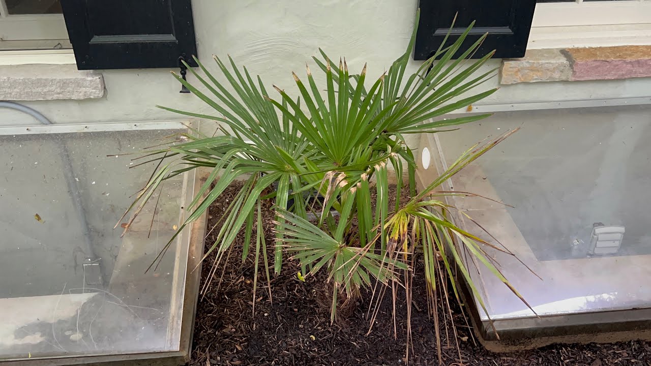 Maryland palms/yard update
